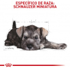 Schnauzer Cachorro